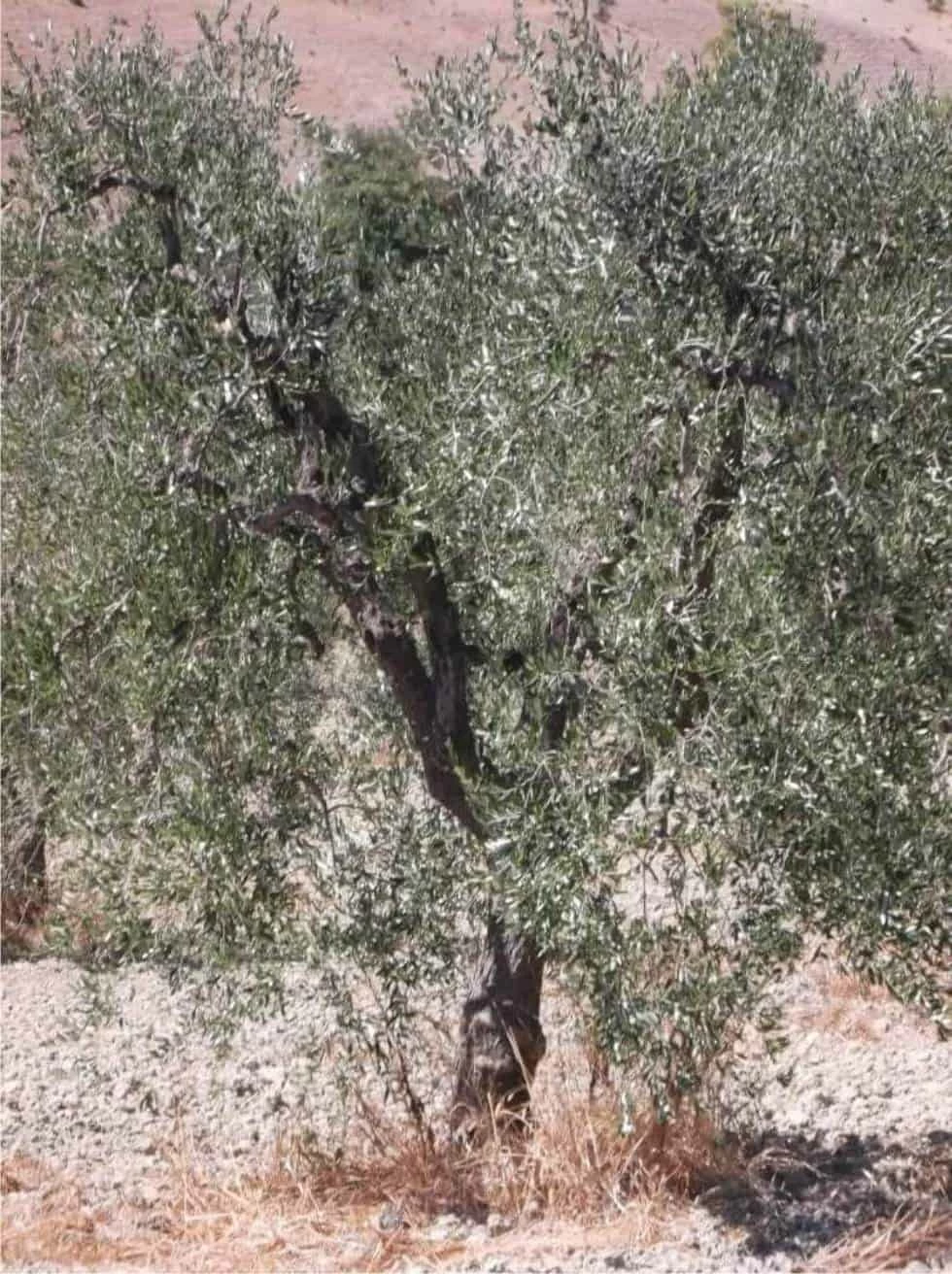 olivo pianta di olivo