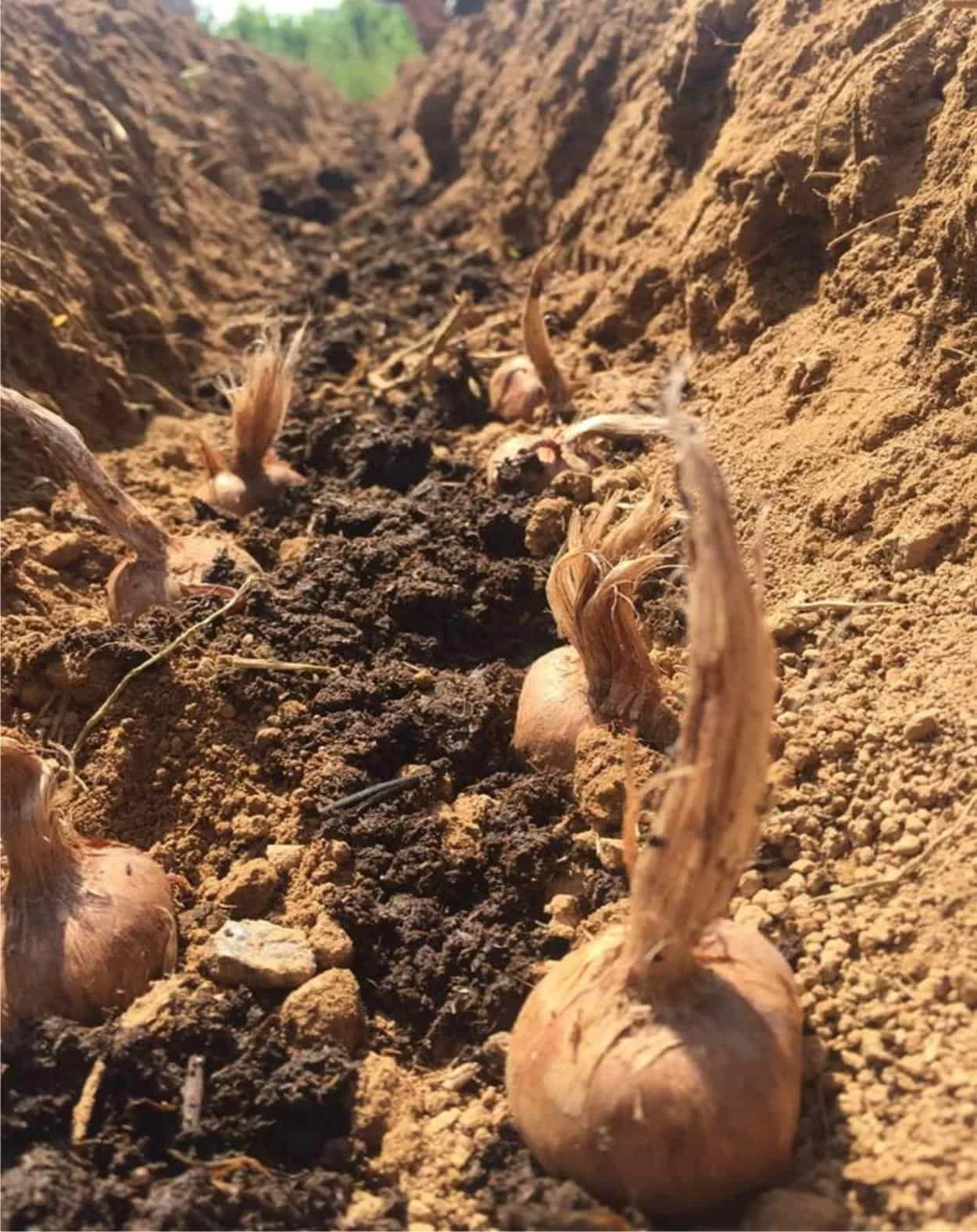 impianto con humus bulbi di zafferano con humus