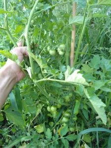 pomodori col metodo fukuoka