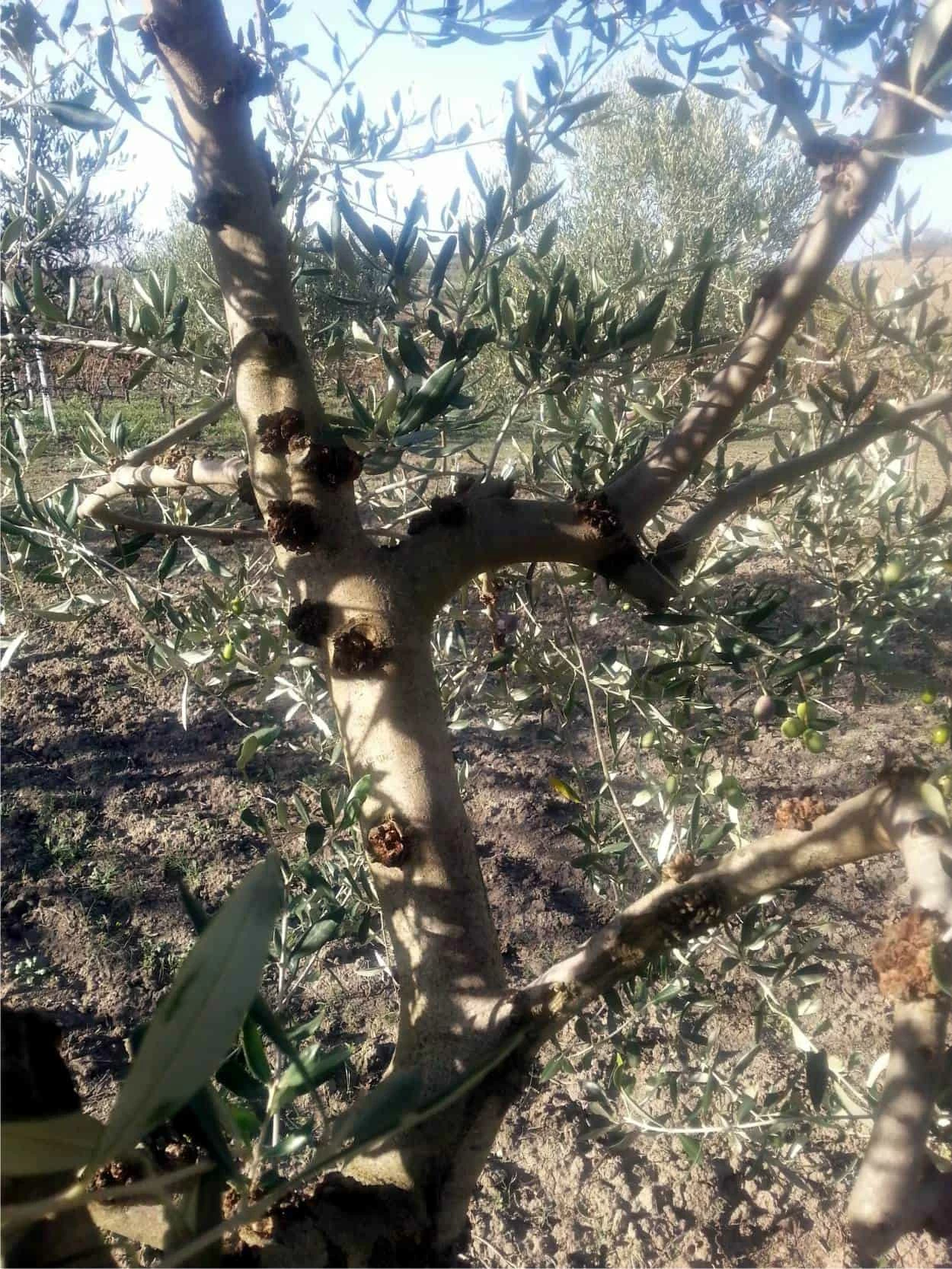rogna olivo rogna dell'ulivo