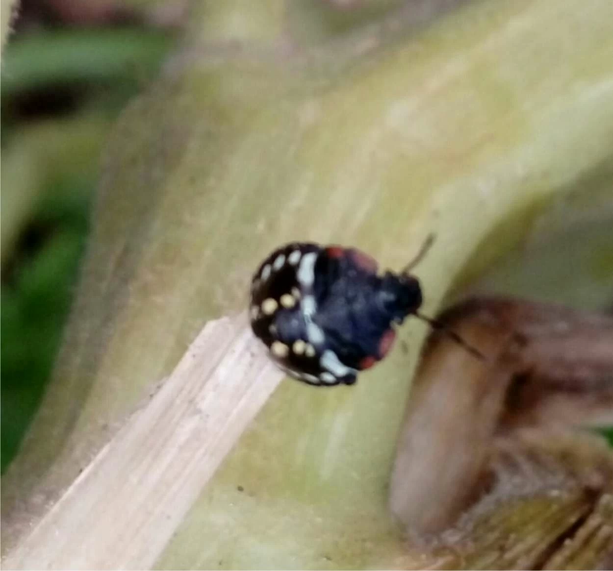 neanide di cimice neanide di cimice verde