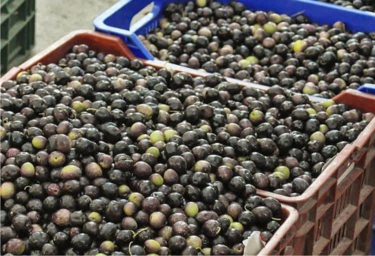casse di olive