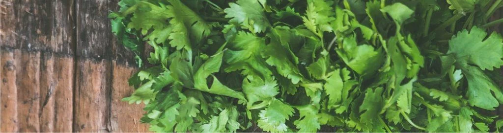 le foglie del coriandolo