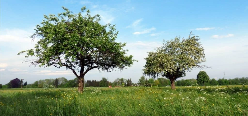 alberi da frutto