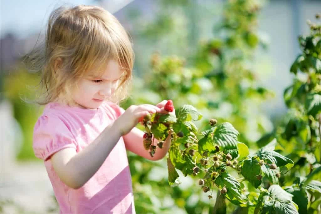 piccoli frutti di bosco