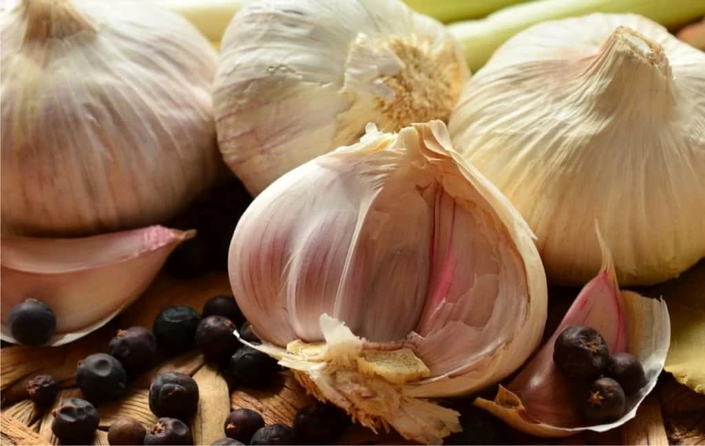 conservare l'aglio a lungo