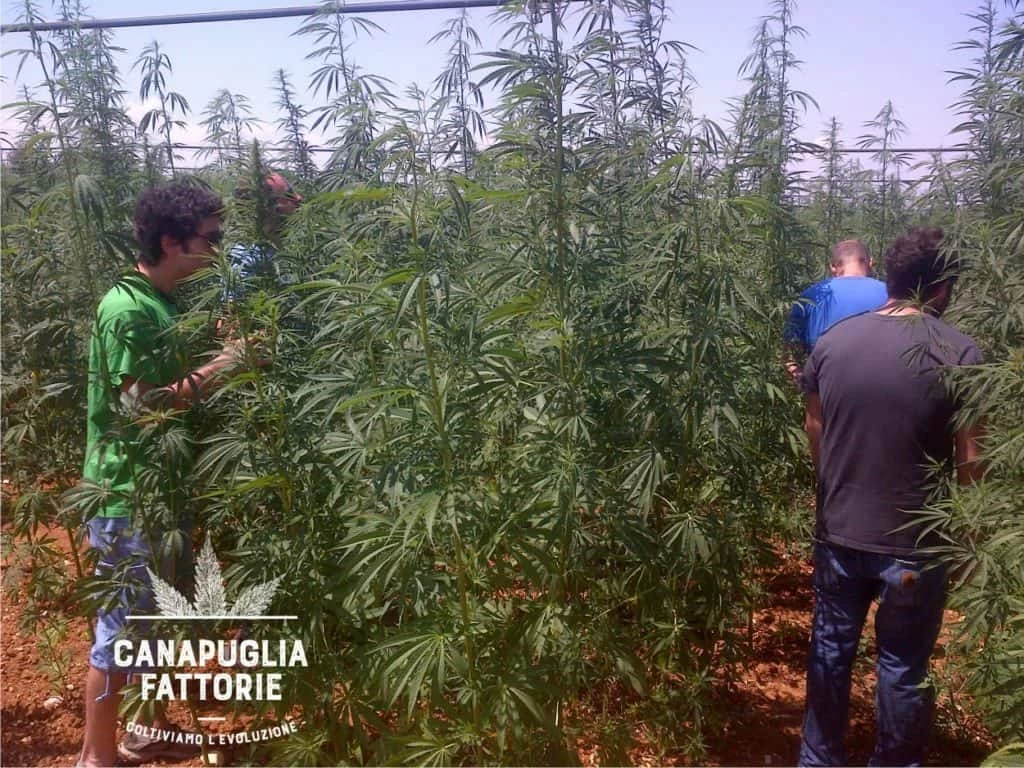 canapa in campo