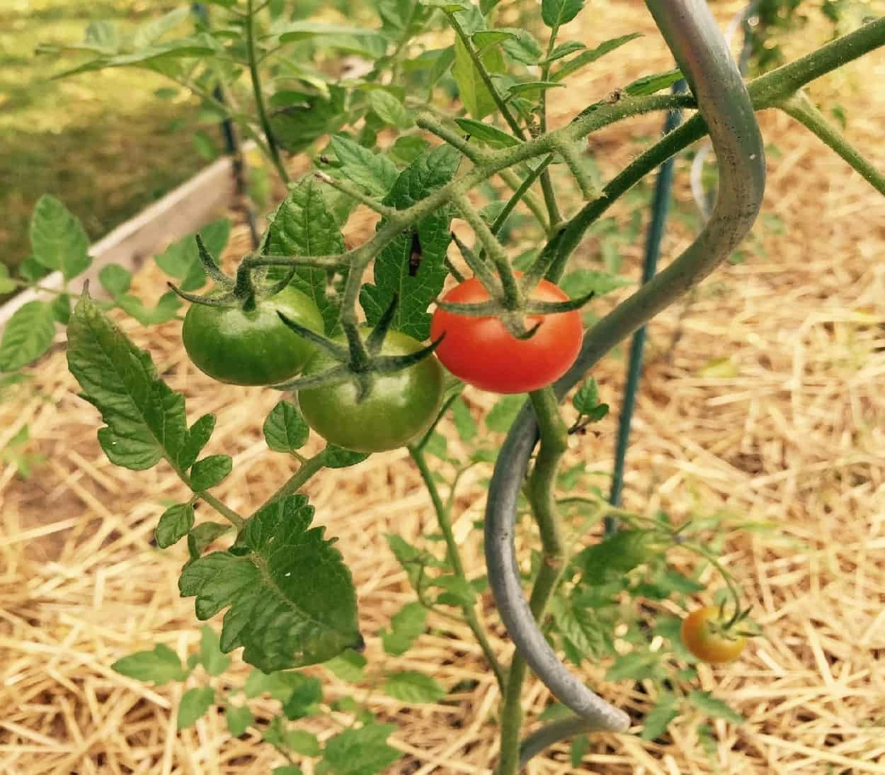pomodori pacciamati con paglia pacciamatura e come mai farla
