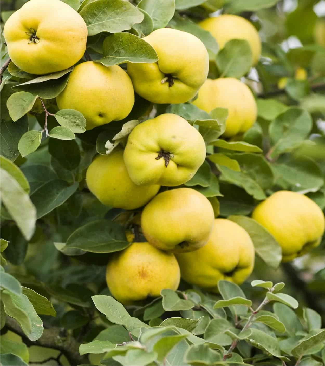 cotogno cotogno