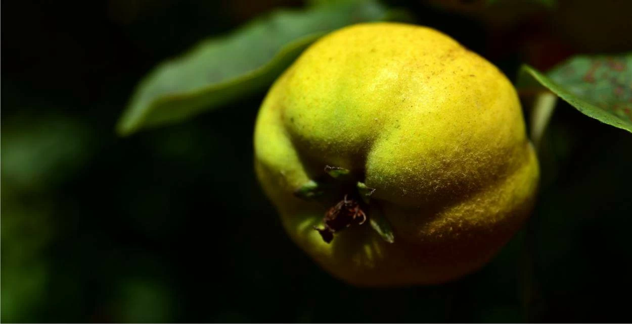 mela cotogna