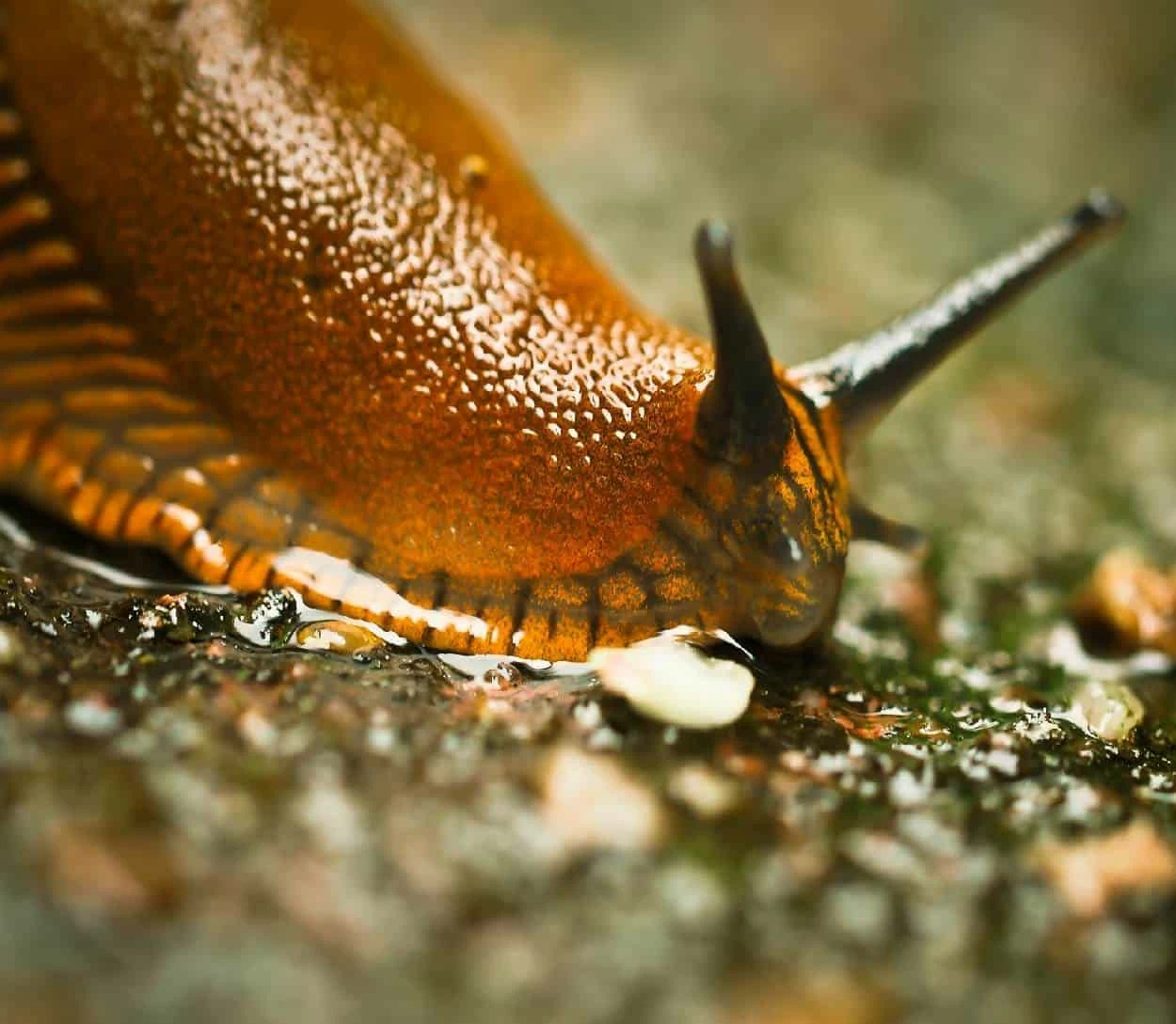 limaccia difendere l'orto dalle limacce