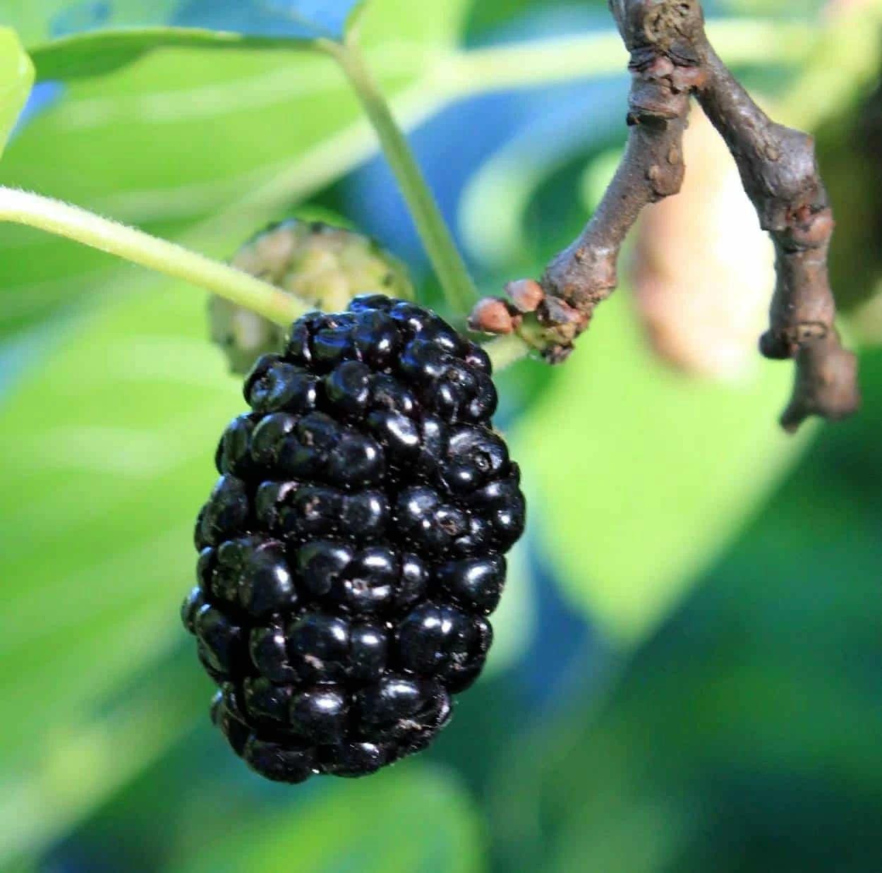 mora di gelso nera gelso mora nera