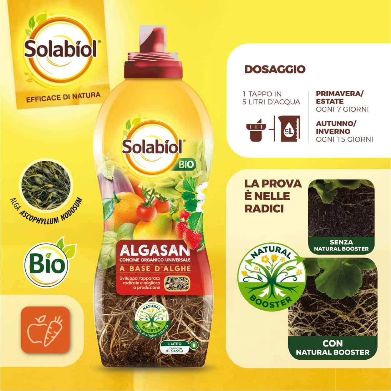 algasan concime