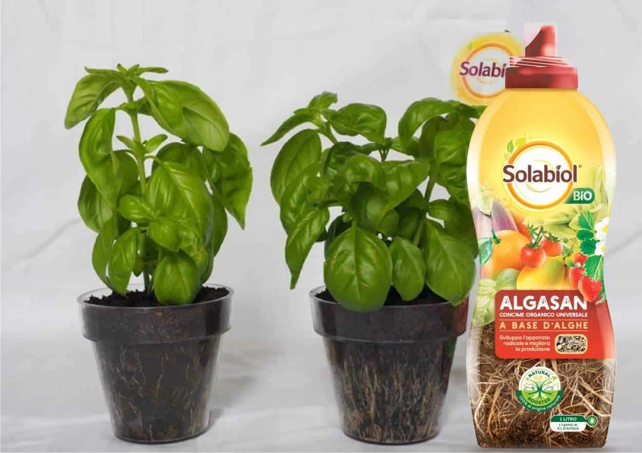 concime liquido algasan solabiol