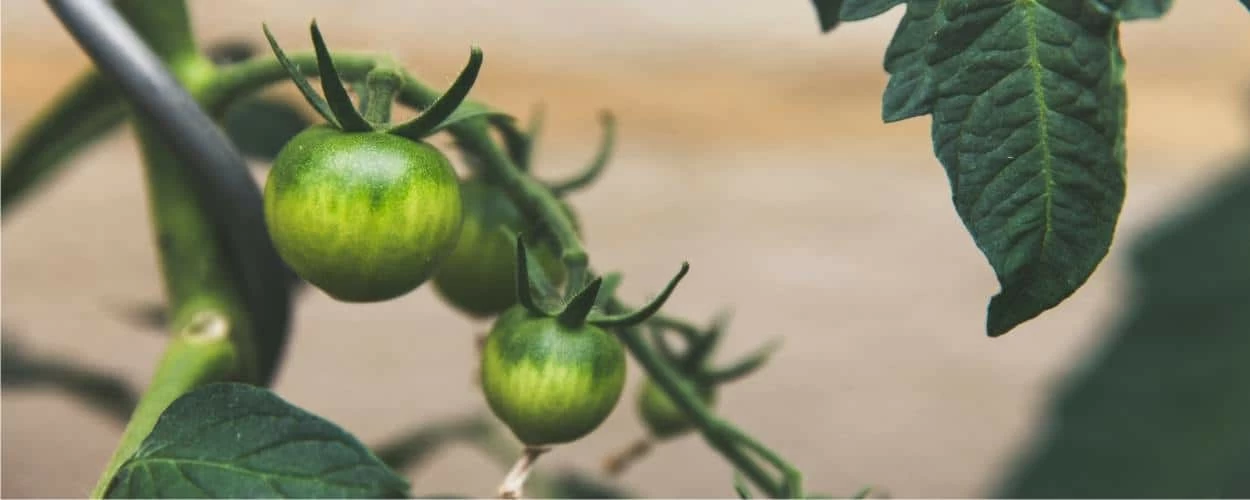 pomodoro verde