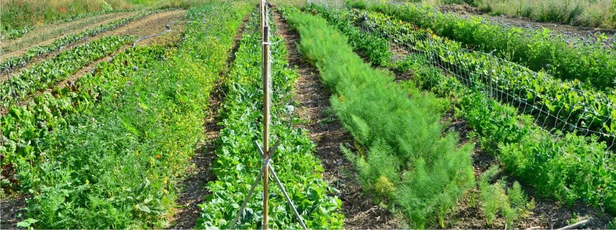 filari dell'orto