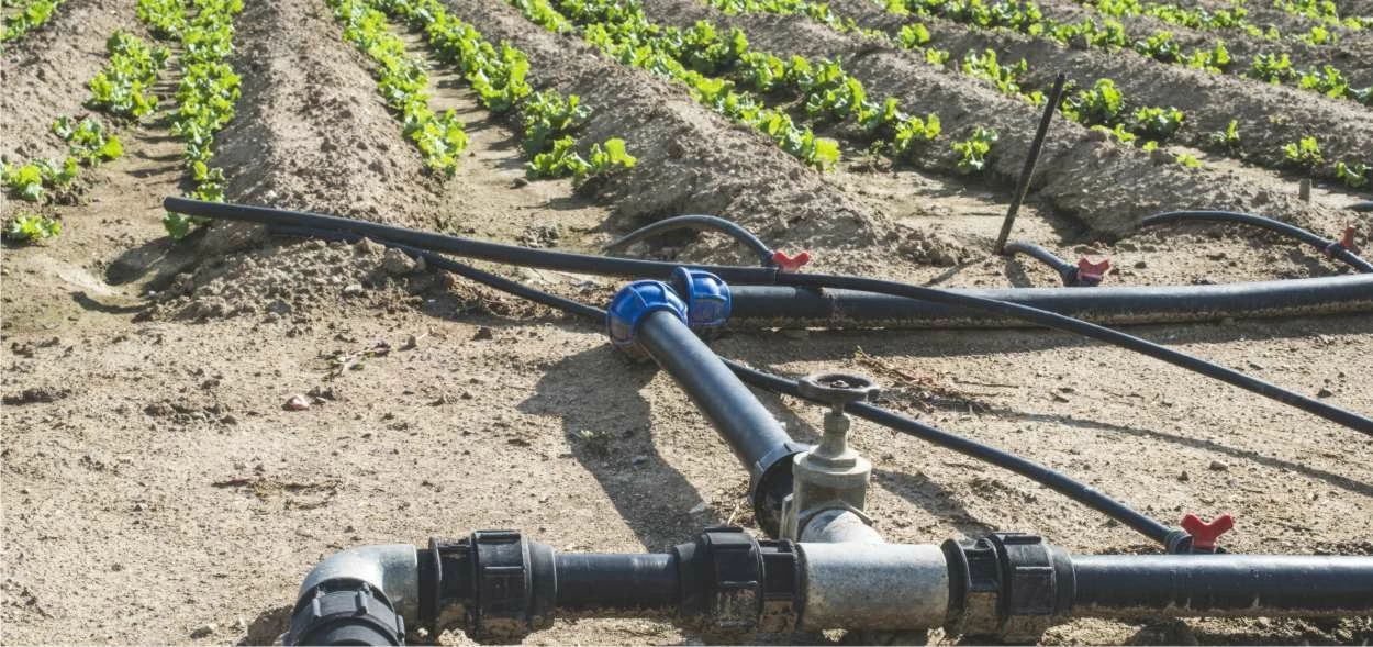 irrigazione di un campo di lattuga