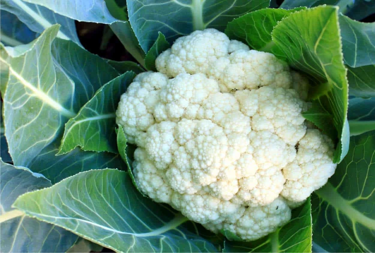 corimbo di cavolfiore