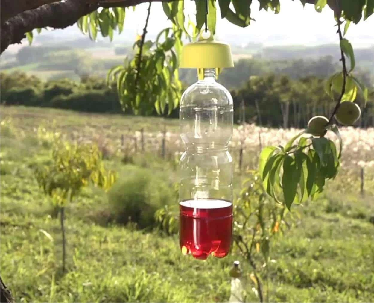 trappola per lepidotteri nell'orto