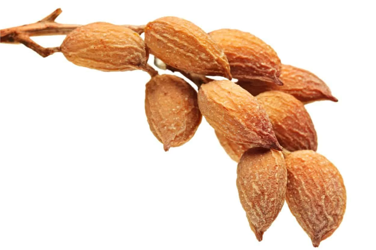 pistacchi maturi frutti del pistacchio da raccogliere