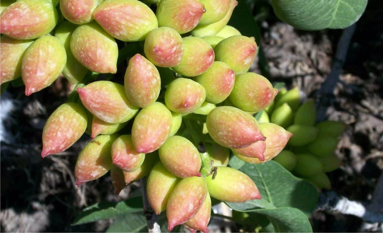 pistacchi sul ramo pistacchi sul ramo