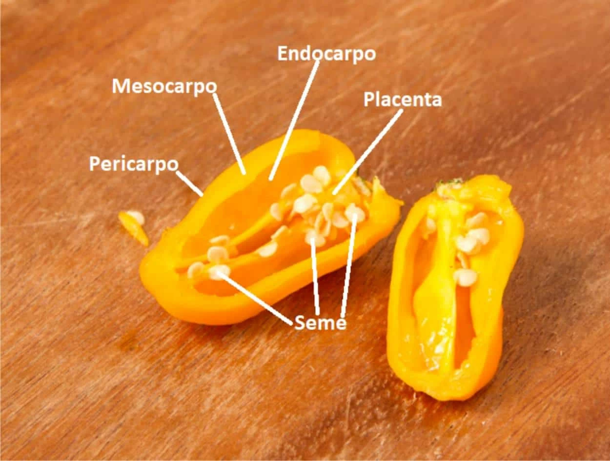interno habanero