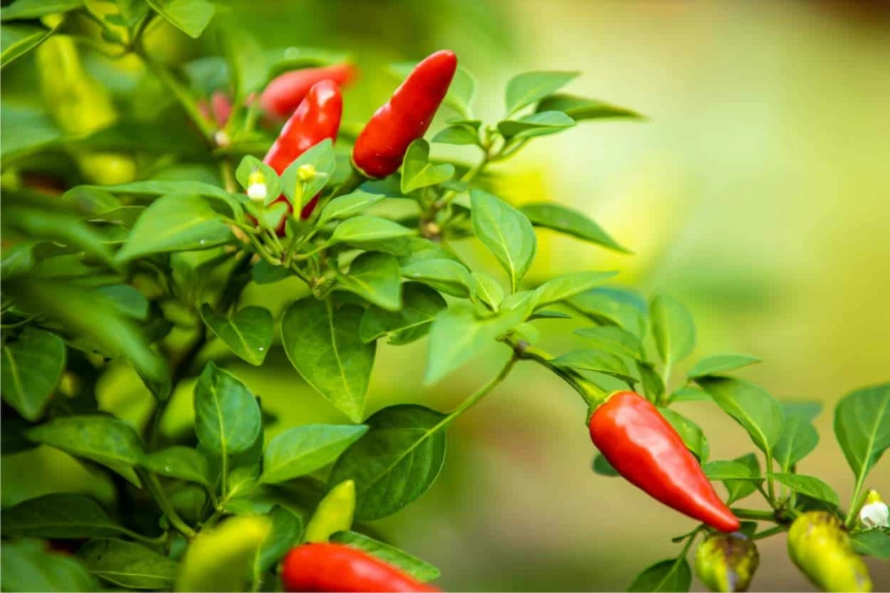 capsicum annuum