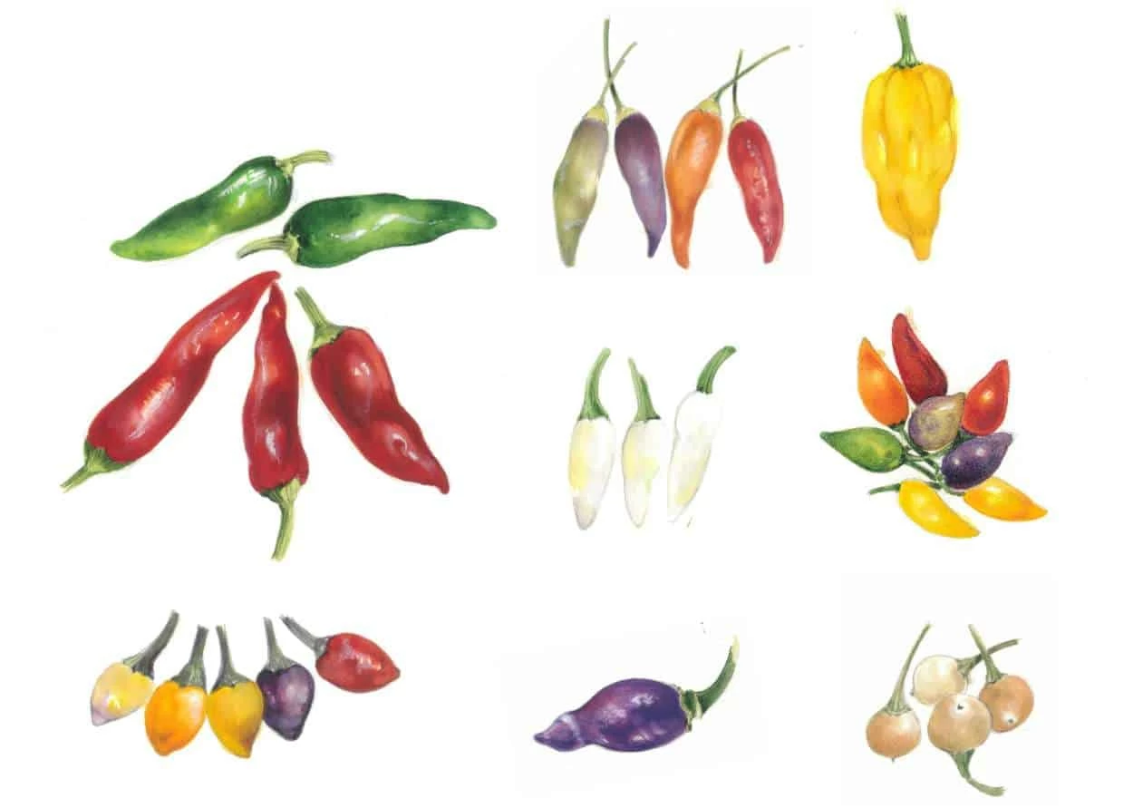 varietà ornamentali