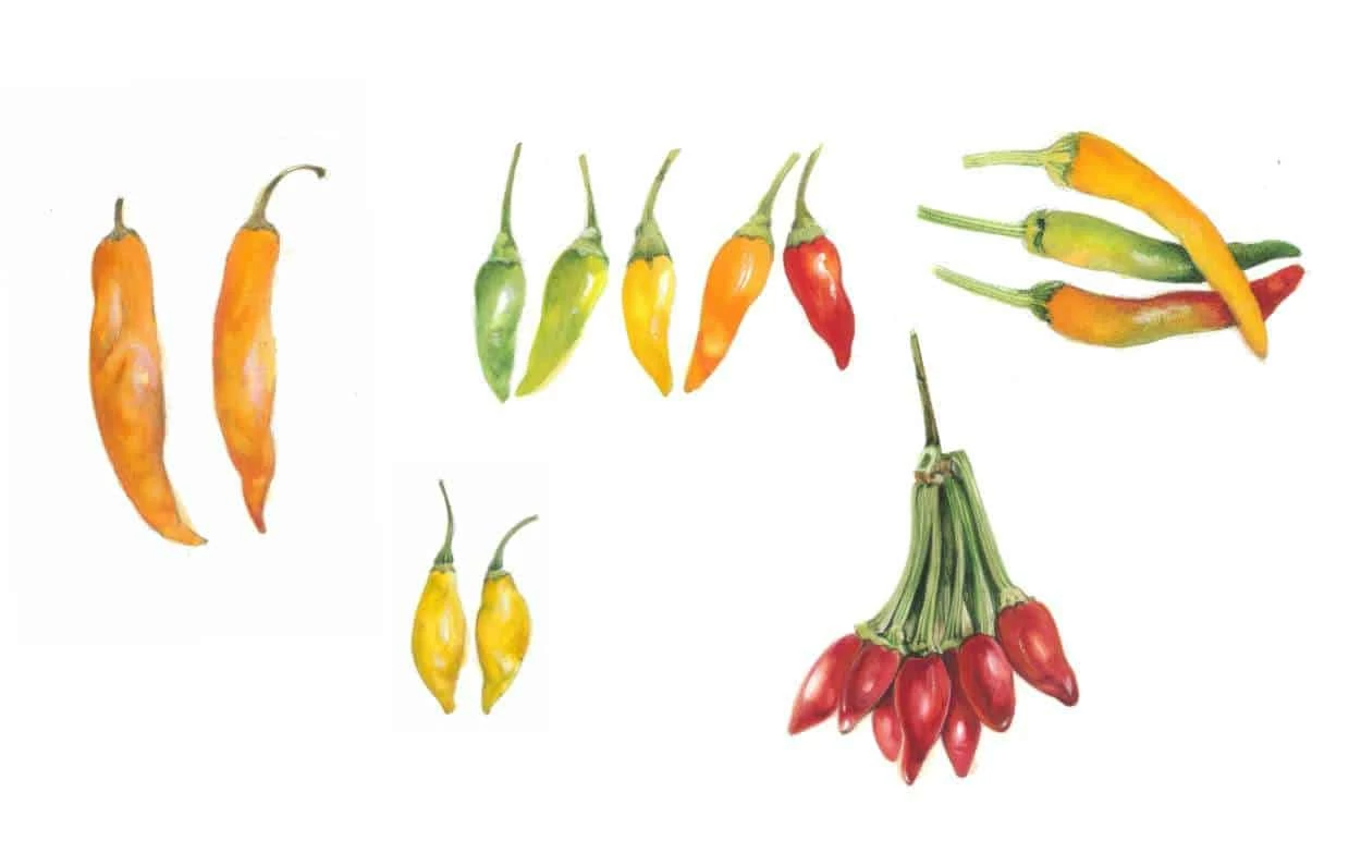 cultivar peperoncini da cucina