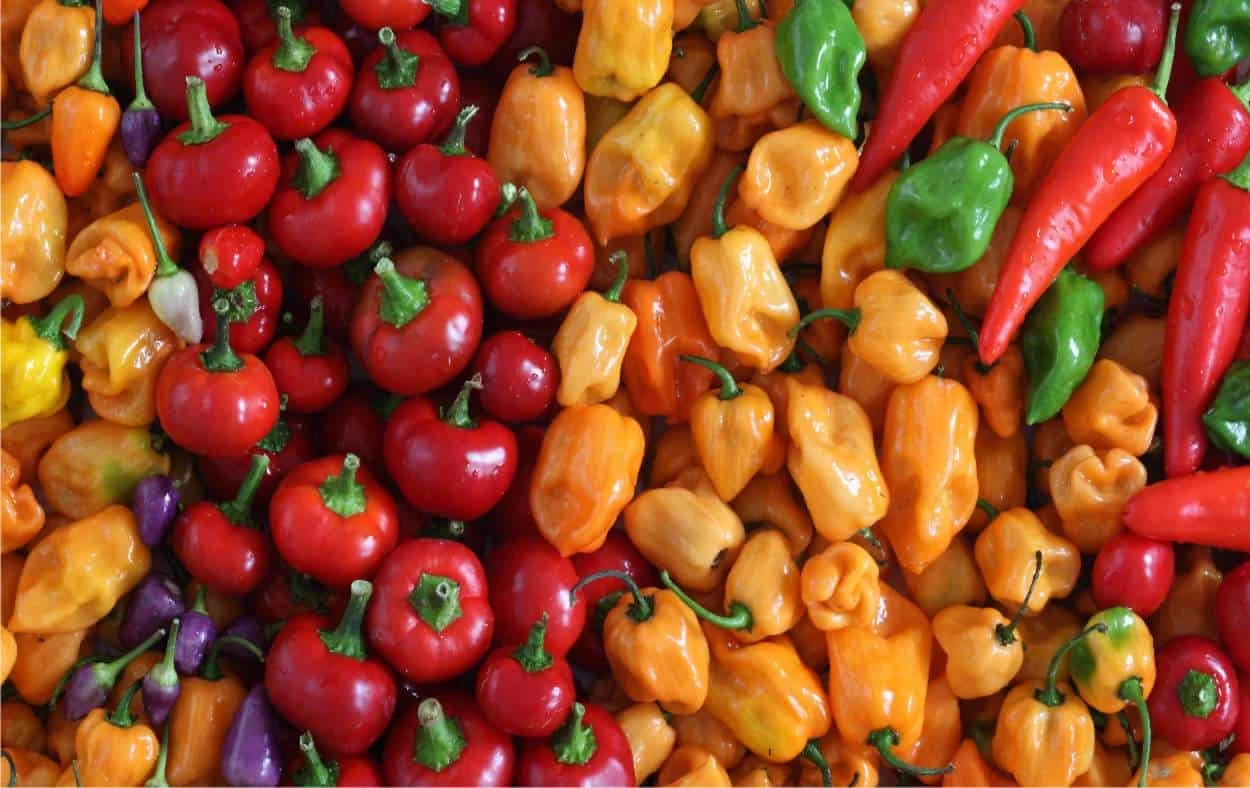 frutti peperoncino diversi tipi