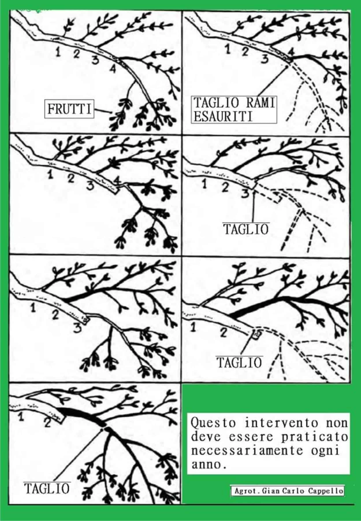 come potare olivo