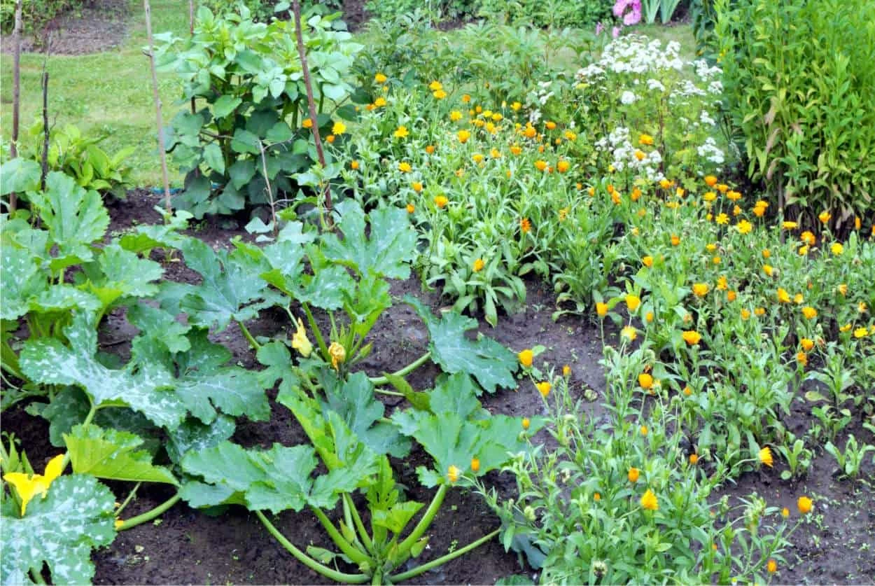 consociazioni tra ortaggi e fiori