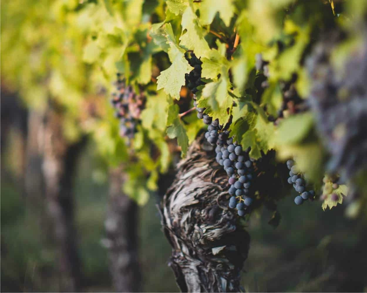 uva nera sulle viti