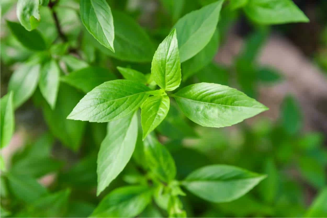 basilico menta