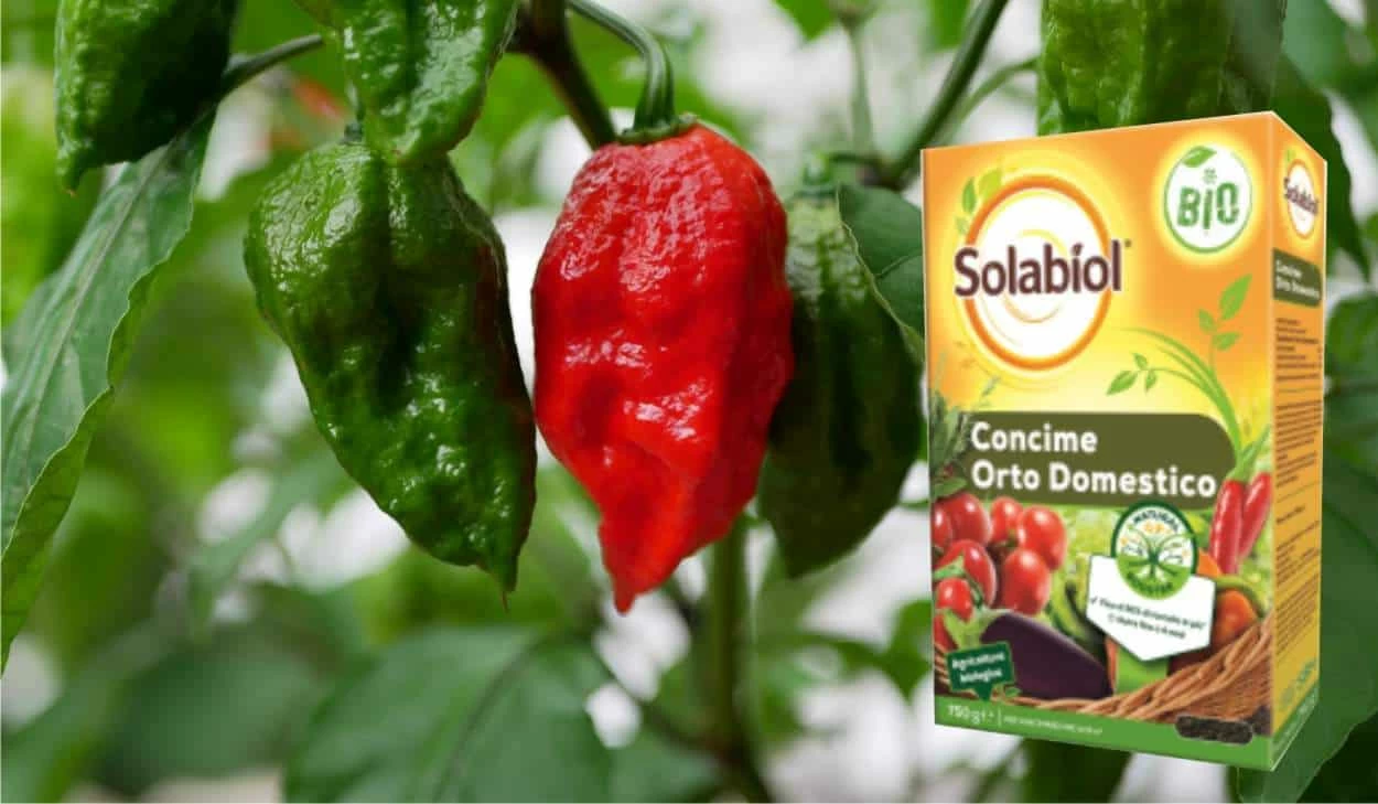 peperoncini concime solabiol