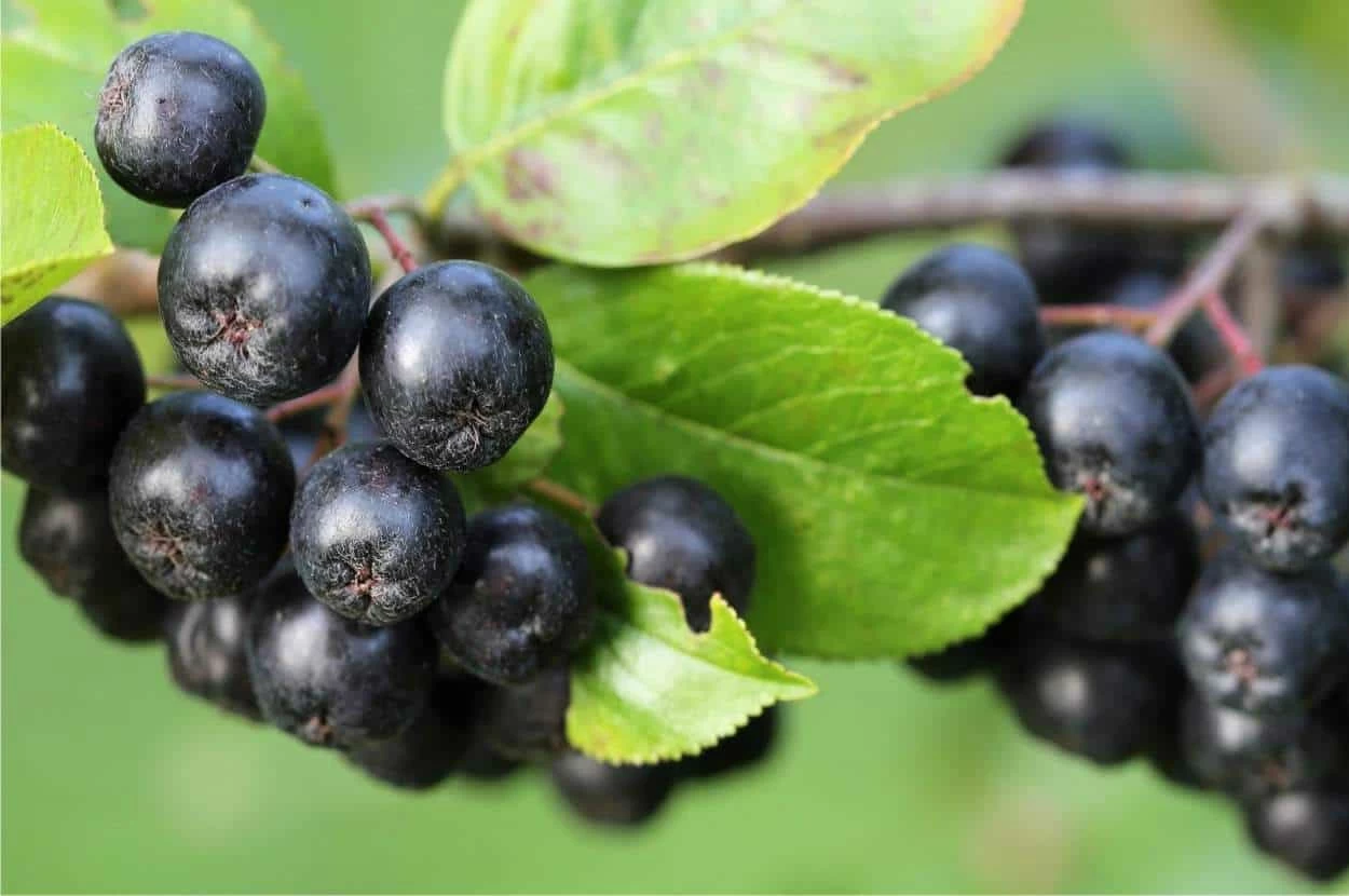 bacche di aronia