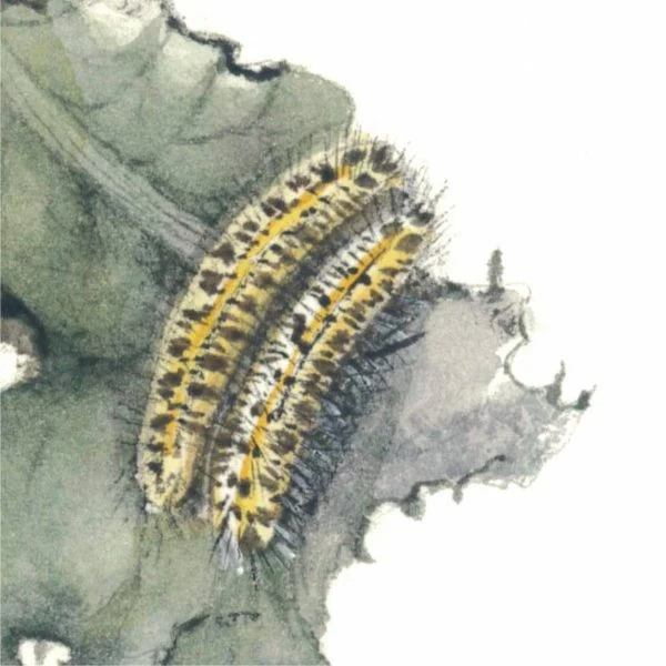 Cavolaia