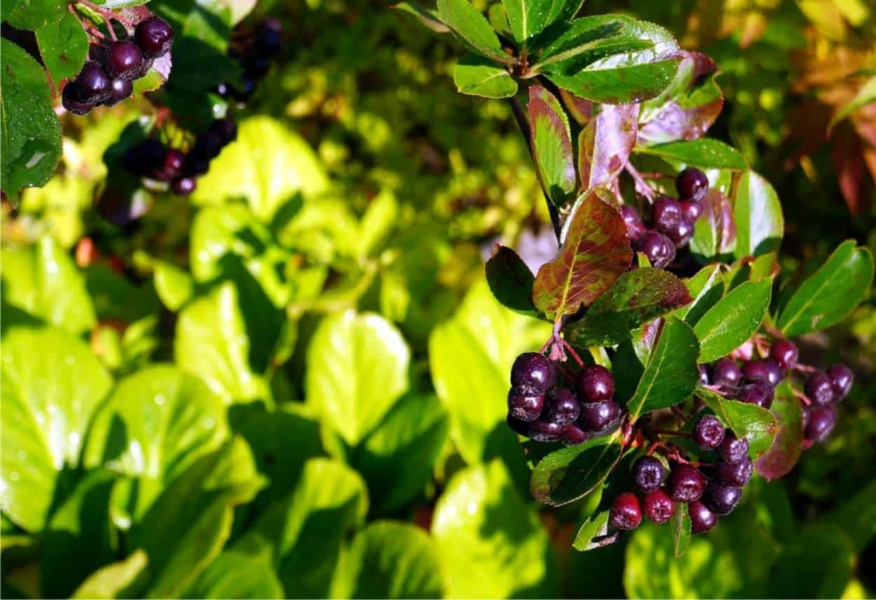 pianta di aronia coltivata
