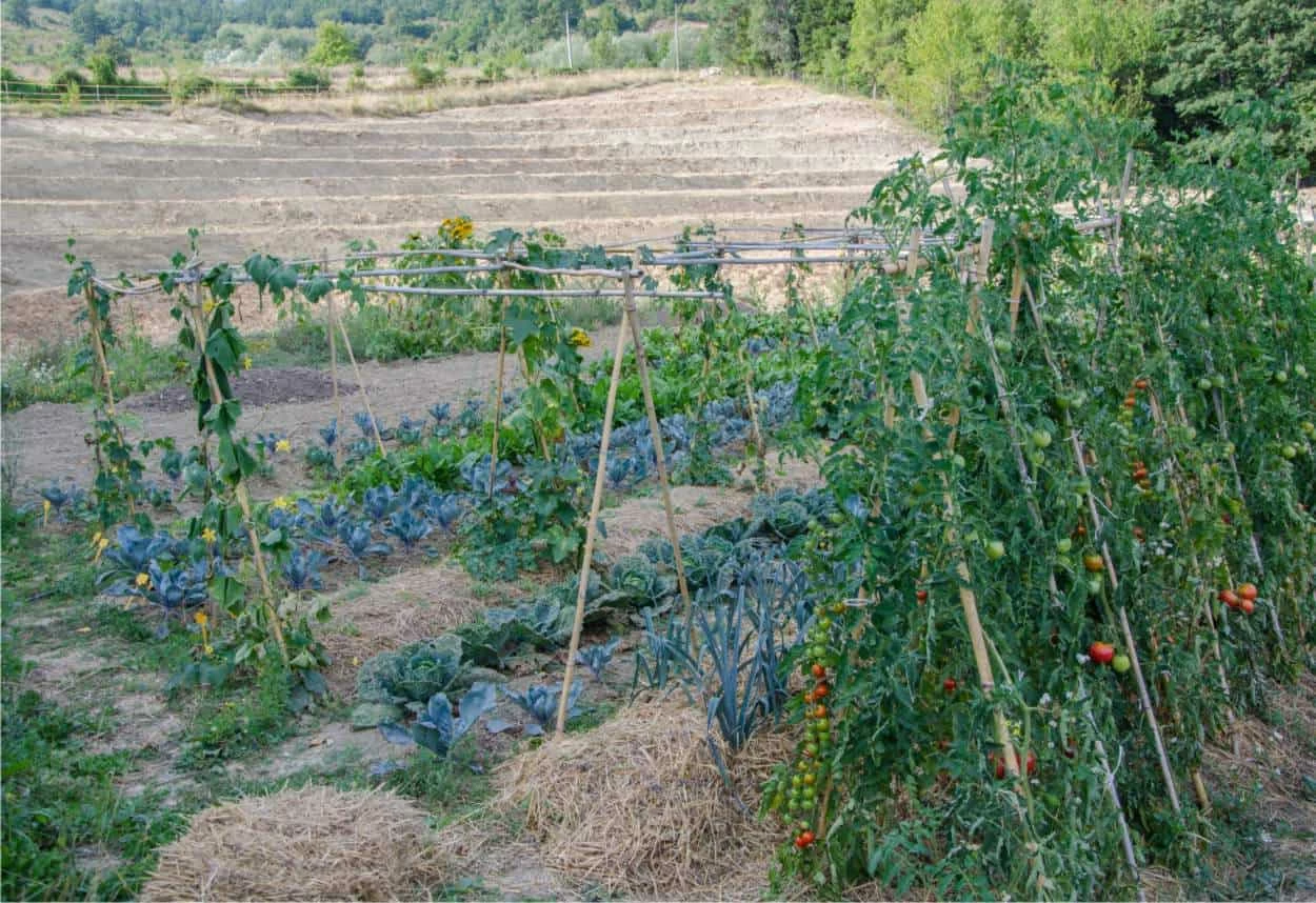 consociazioni in campo