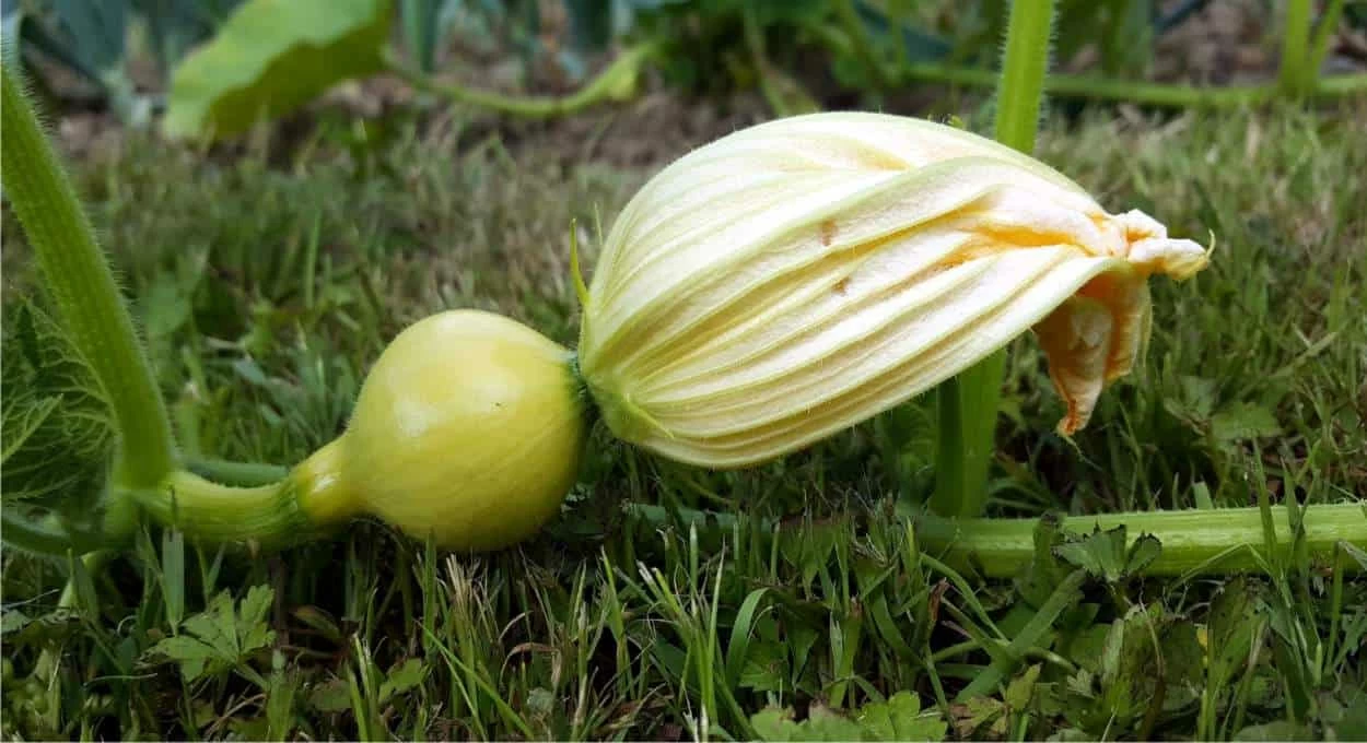 zucca in maturazione