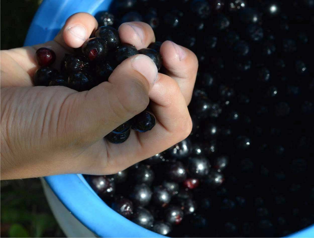 aronia raccolto delle bacche