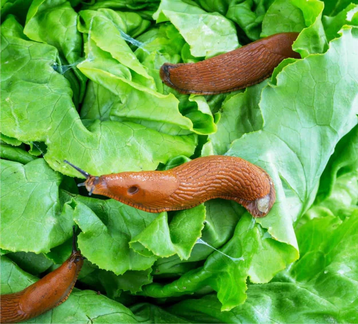 limacce