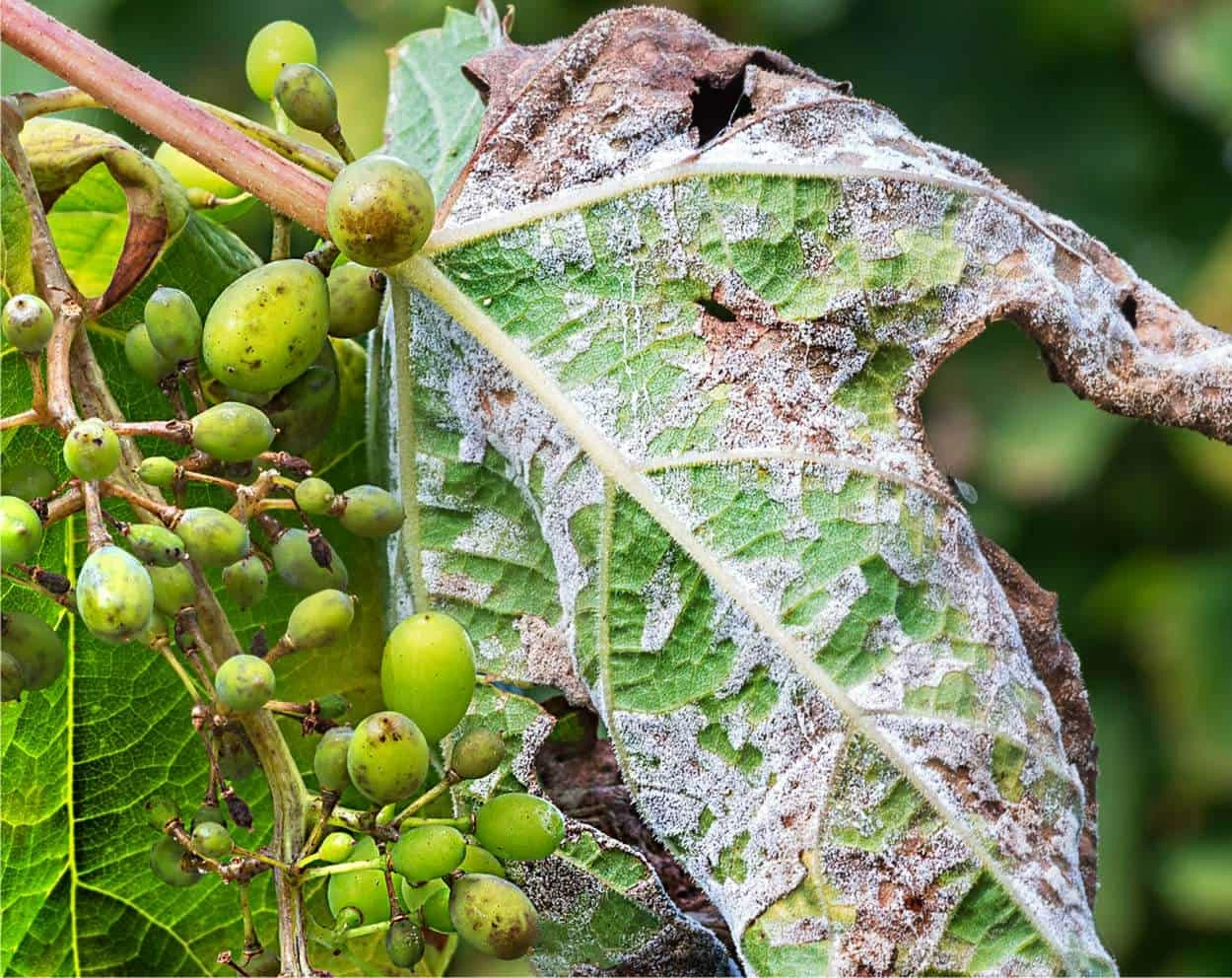 vite colpita da peronospora