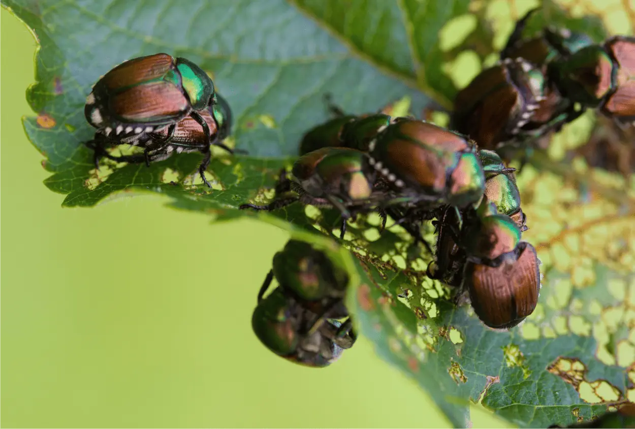Popillia japonica
