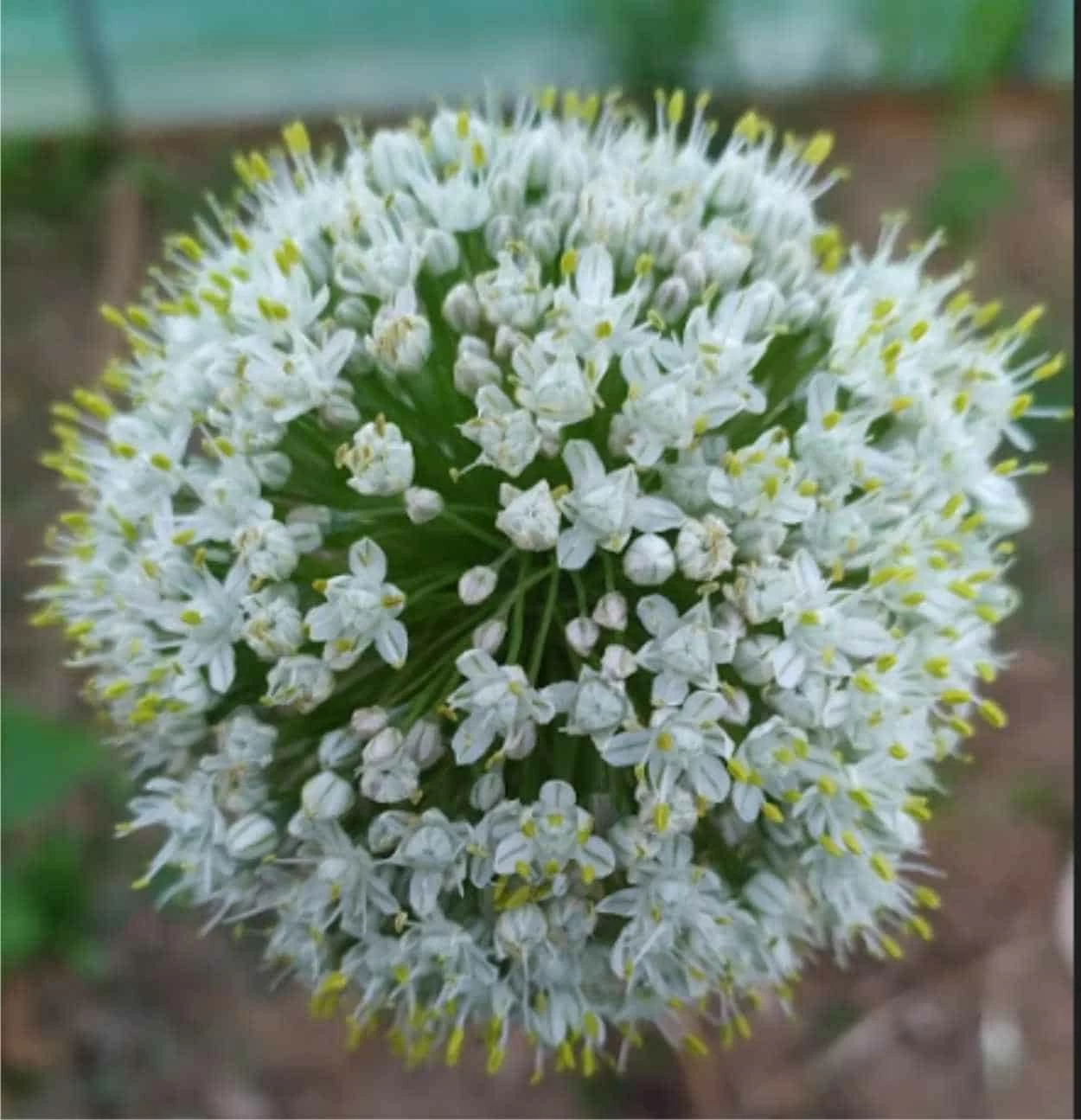 fiori cipola fiore della cipolla