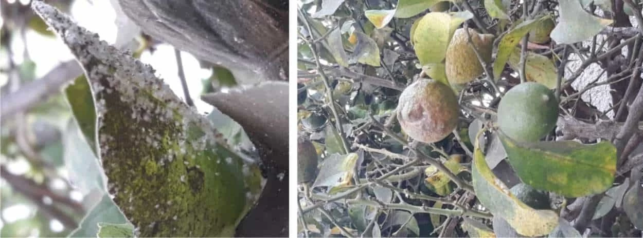 cocciniglie su limone