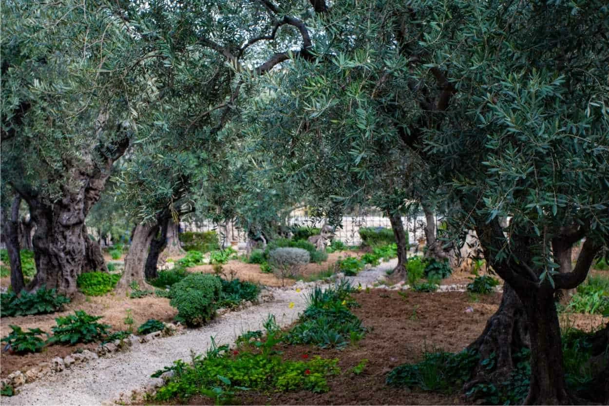 oliveto puglia