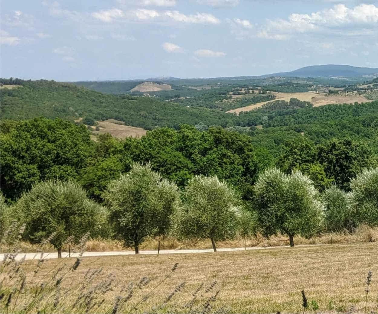 olivi toscana