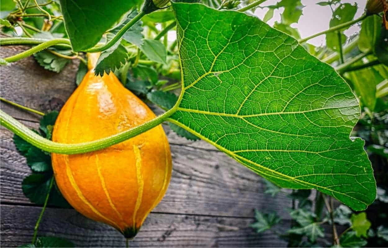zucca d'autunno