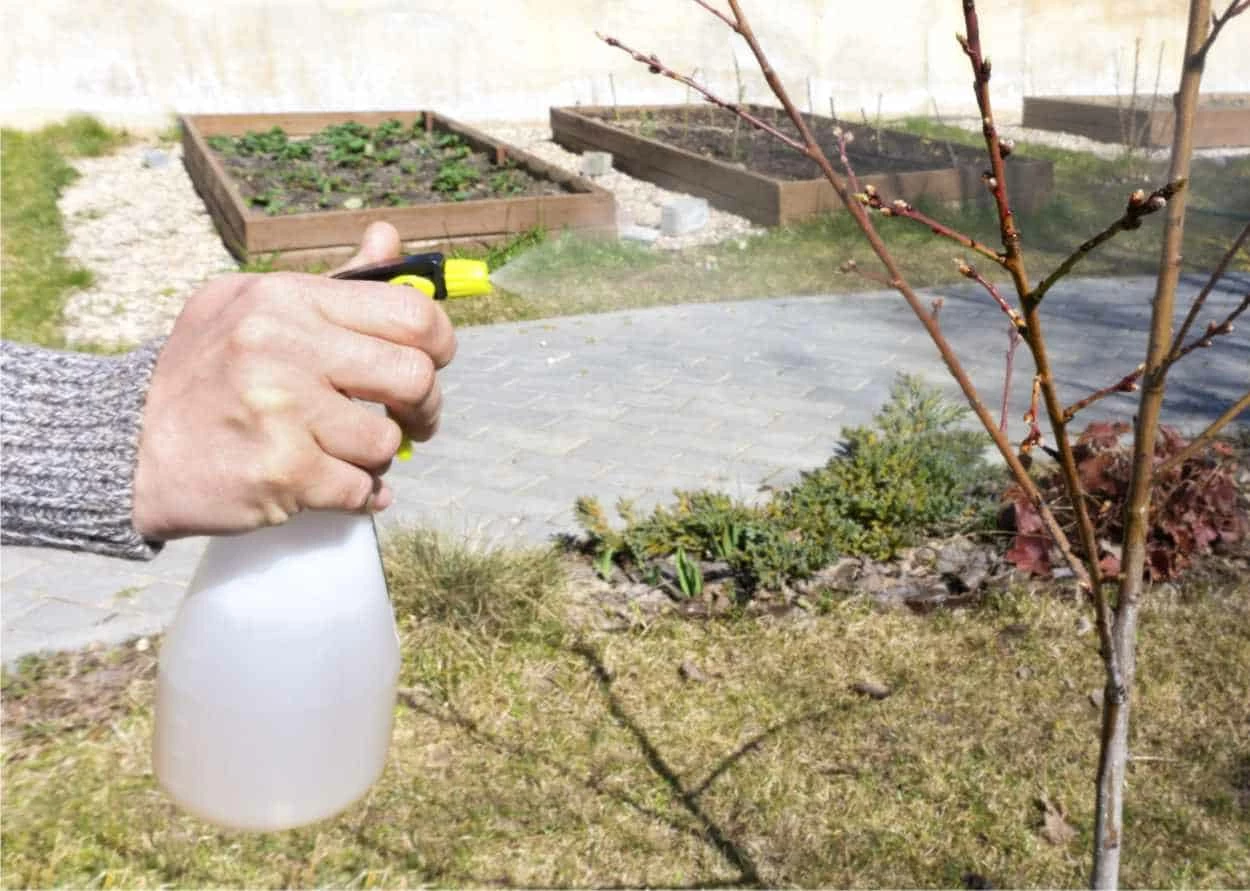 alberello trattato nel frutteto invernale